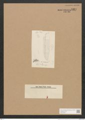 Diatomeae indet. (de-Toni-Nr.: Species 2070 ?) Zeichnungen Sammlung Grunow Nr. 4369 (NHMW-BOT-W0372542)